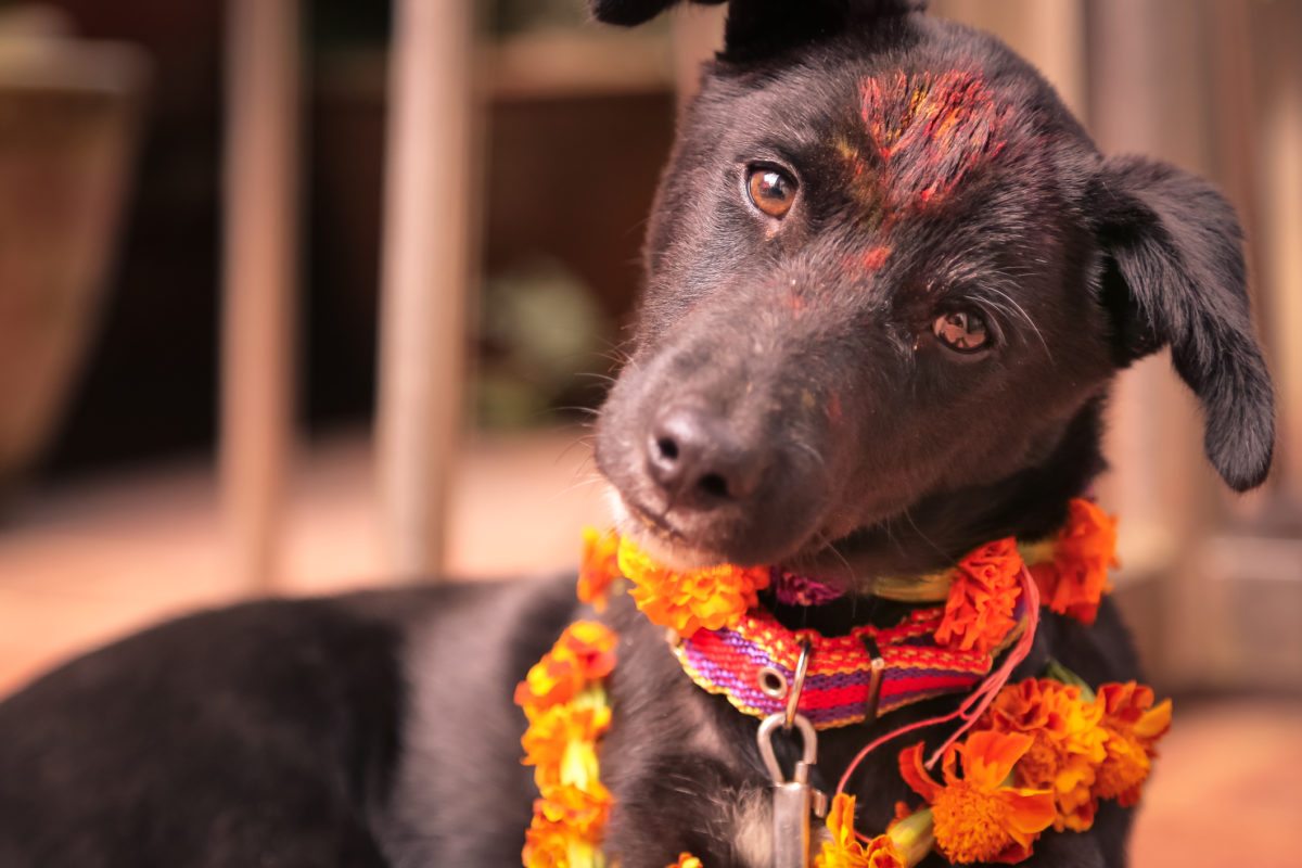 Dog-with-garland-and-tika