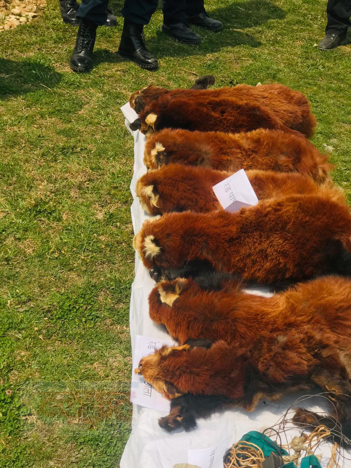 RedPanda_Taskari_Solu_Chandiman_Rai