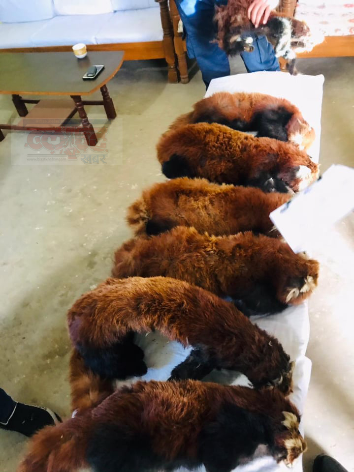 RedPanda_Taskari_Solu_Chandiman_Rai2