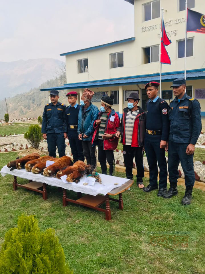 RedPanda_Taskari_Solu_Chandiman_Rai5