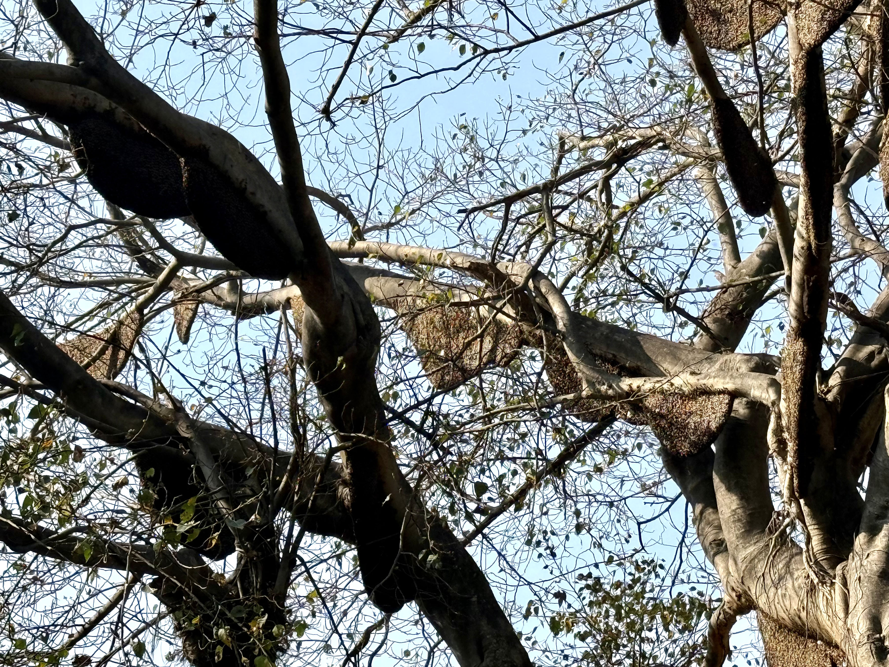 SBS_KANCHANPUR_IMG_9450