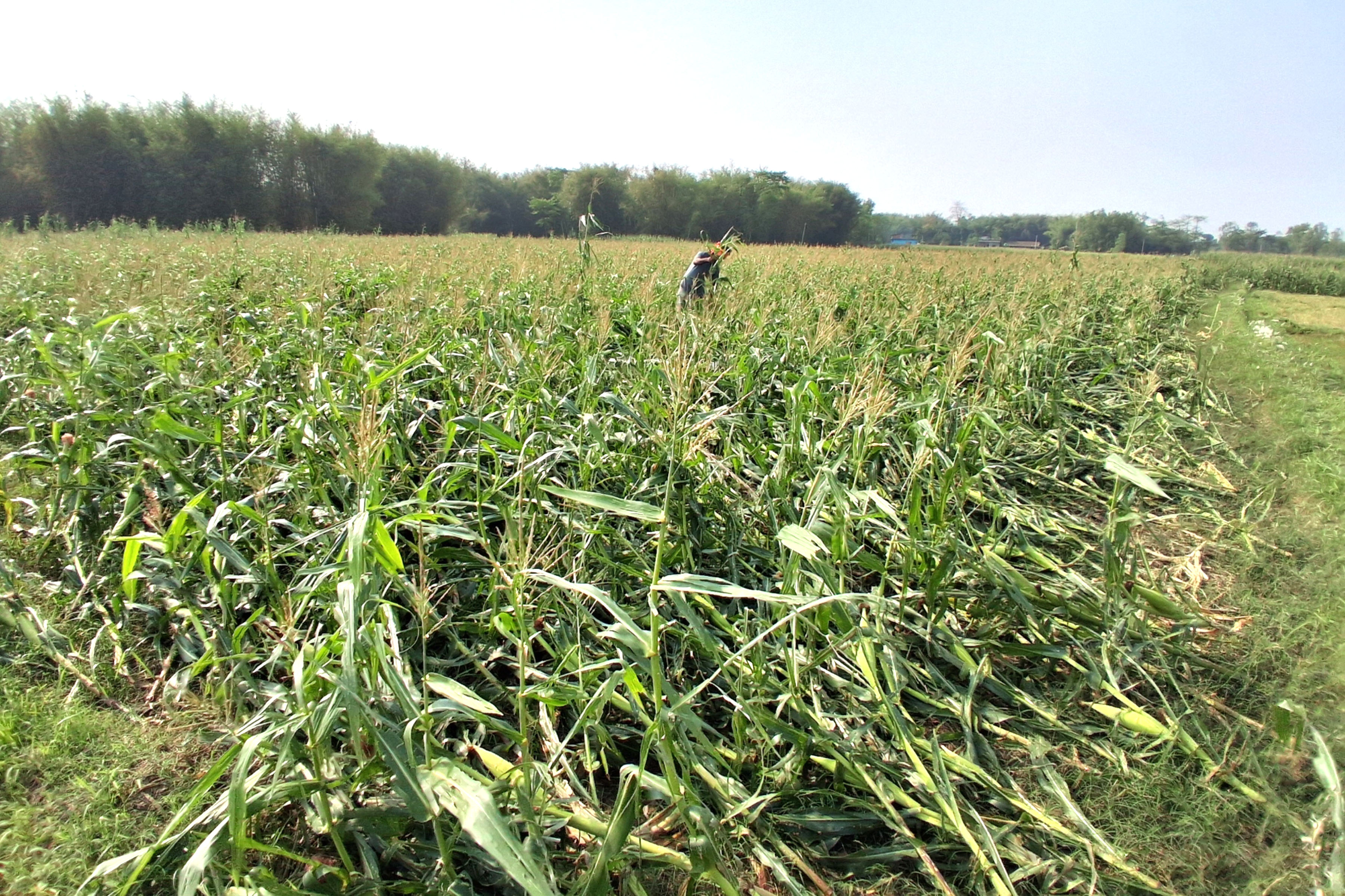 NabinGadtaula-Sunsari-23020260413_110136(1)copy