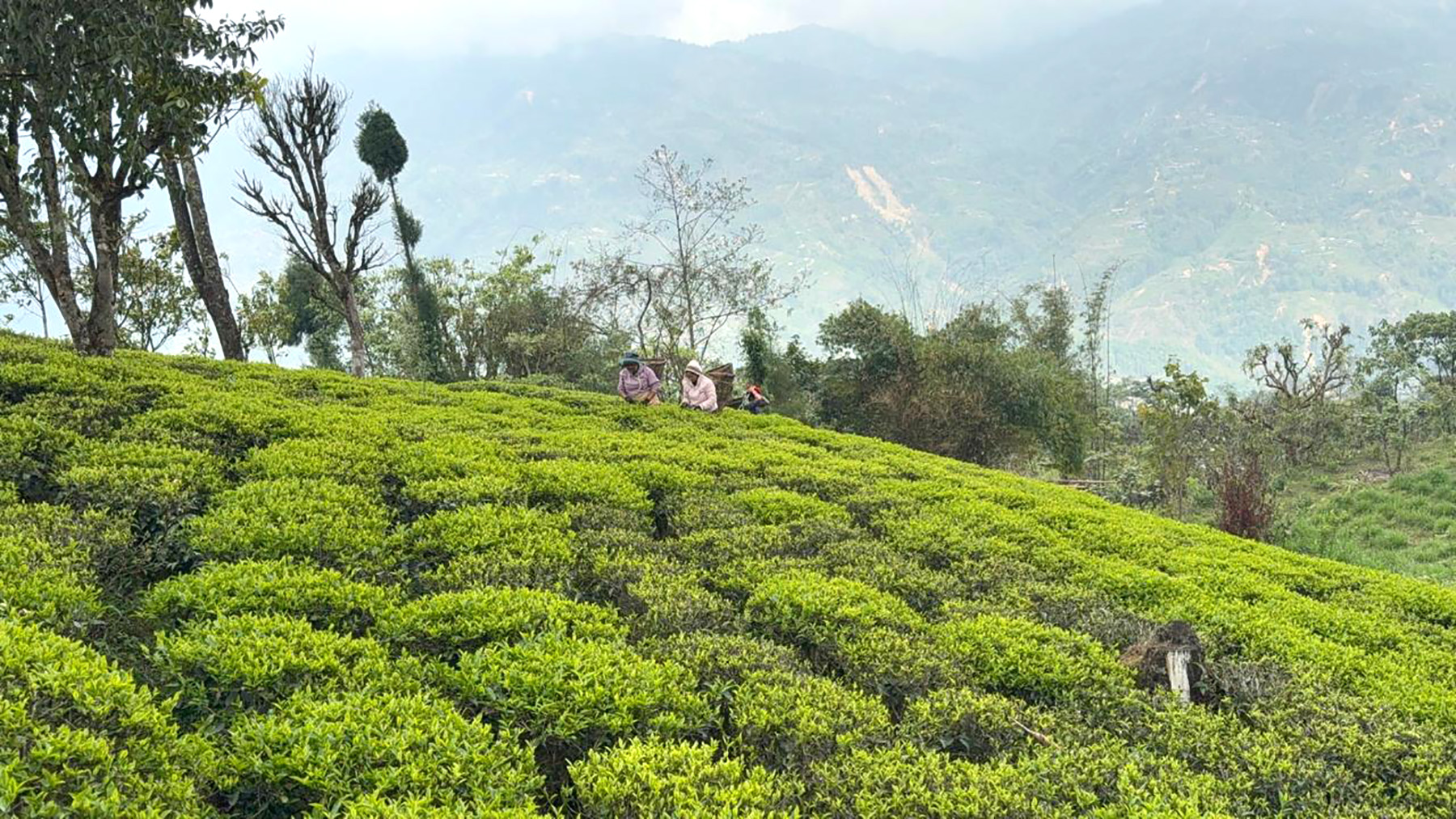 RKL_FIKKAL_ChiyaTipdaiKisan(2)