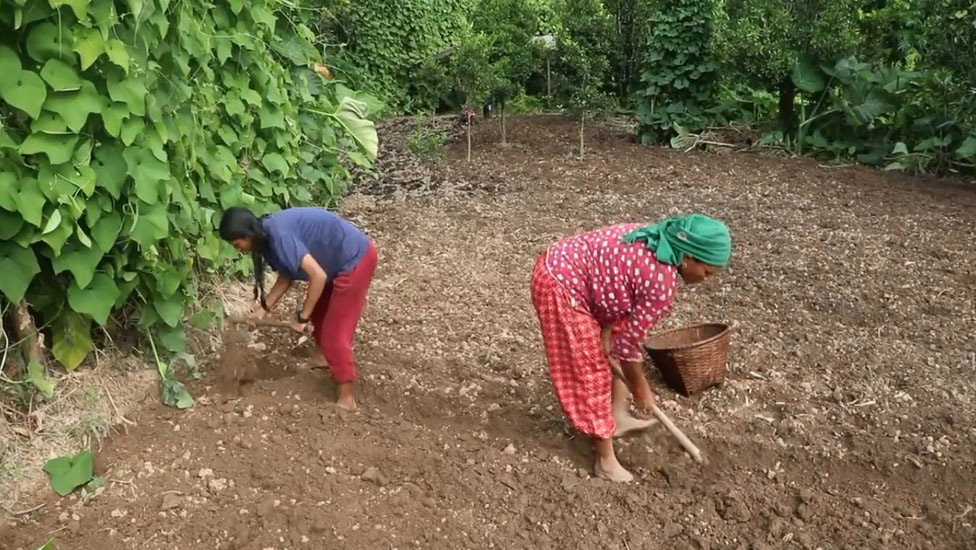 हिउँदे आलु रोप्न भोजपुरका किसानलाई चटारो