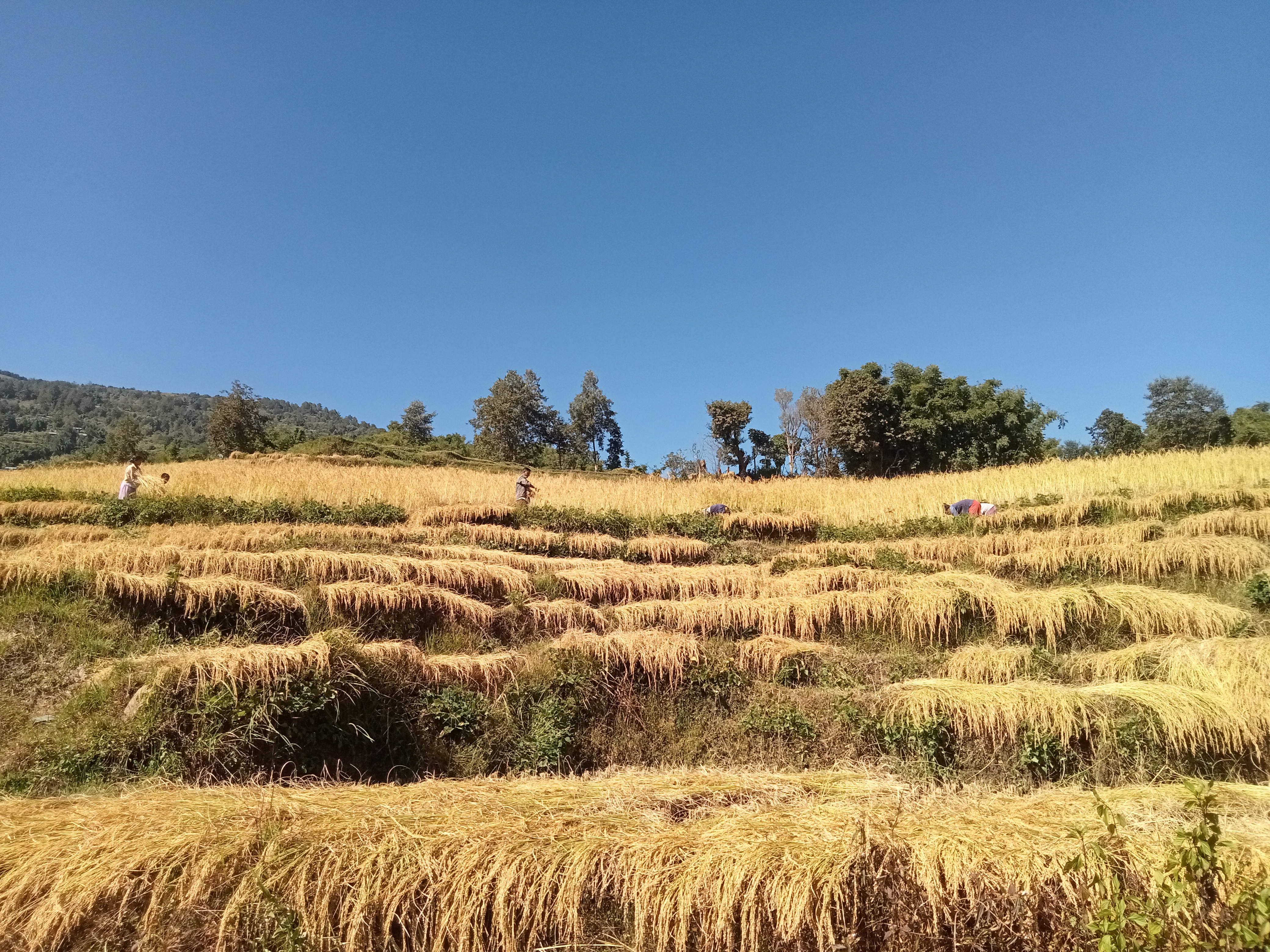 धान थन्क्याउन किसानलाई युवा जनशक्ति पाउनै मुस्किल
